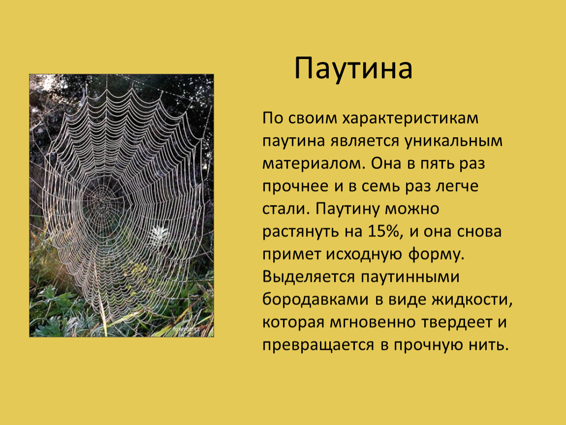 Материал в пять раз прочнее стали. Паук плетет паутину. Паутина это в биологии. Виды плетения паутины. Плетение паутины пауком.