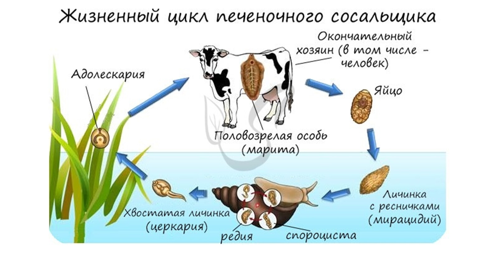 Цикл развития паразитических червей 7 класс схема