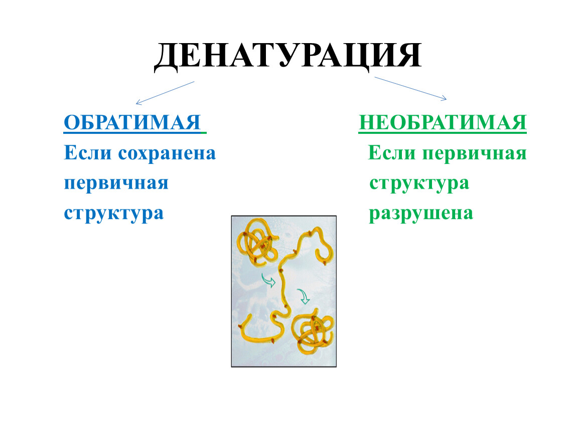 Что такое денатурация. Денатурация белков (виды, факторы, вызывающие денатурацию).. Первичная денатурация белка. Обратимая денатурация белка. Денатурация белков обратимая и необратимая.