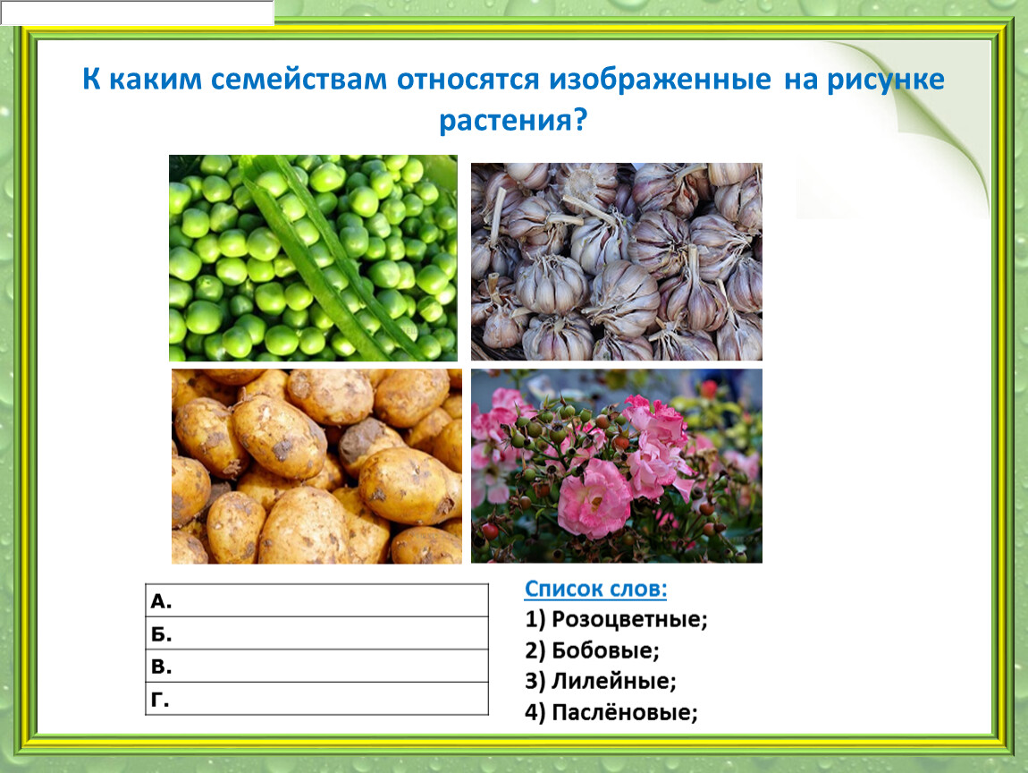 К какому классу относятся растения. К какому семейству относится изображенное на рисунке растение?. Какие растения относятся. К какому семейству относят растение изображенное на рисунке. К какому семейству относится.