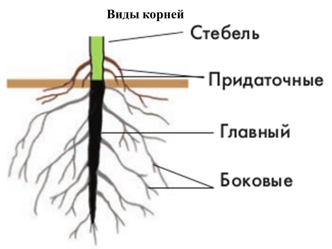 Как усилить доступ воздуха корням краткий ответ. Строение корня. Строение корневой системы. Строение корня растения.