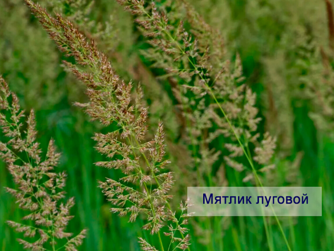 Семейство травы. Мятлик Луговой. Мятлик Луговой (POA pratensis). Мятлик Луговой (poupratensis). Мятлик Луговой (POA pratensis) ботаника.