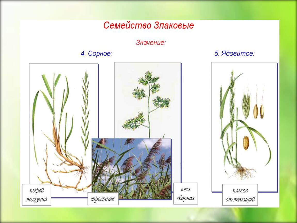 Семейства растений презентация 6 класс