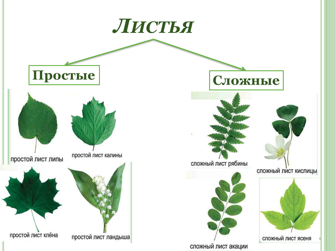 Лист строение и функции листья простые и сложные