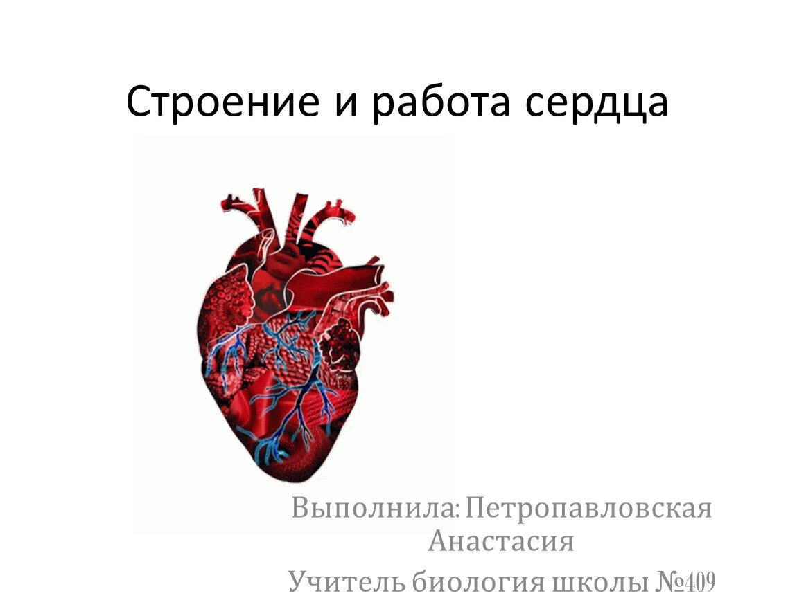 Какое сердце можно назвать. Строение сердца. Строение и работа сердца. Биологическое сердце. Строение сердца биология.