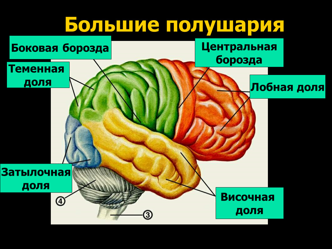 Теменную долю от лобной отделяет борозда. Теменные доли головного мозга. Височные и лобные доли мозга. Затылочная и лобная доли. Лобная и теменная доли.