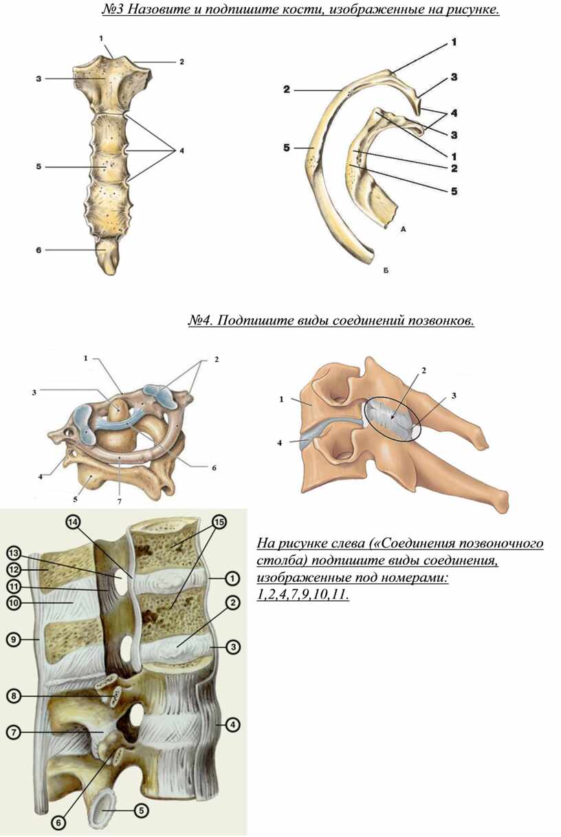 Установите соответствие между отделами скелета и костями. Морфофункциональная характеристика скелета. Как называется кость обозначенная на рисунке. Проблема с костями как называется. Как называется жидкость между костями.