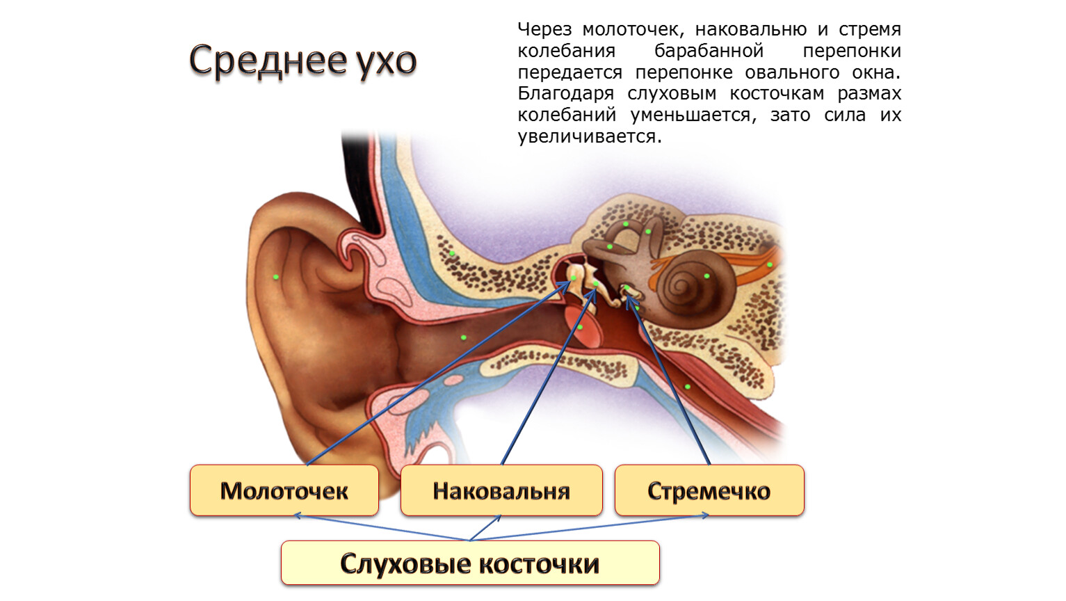 Имеется внутреннее ухо и среднее ухо. Среднее ухо молоточек наковальня и стремечко. Строение уха молоточек наковальня. Барабанная перепонка, стремечко, наковальня и молоточек. Молоточек анатомия среднее ухо.
