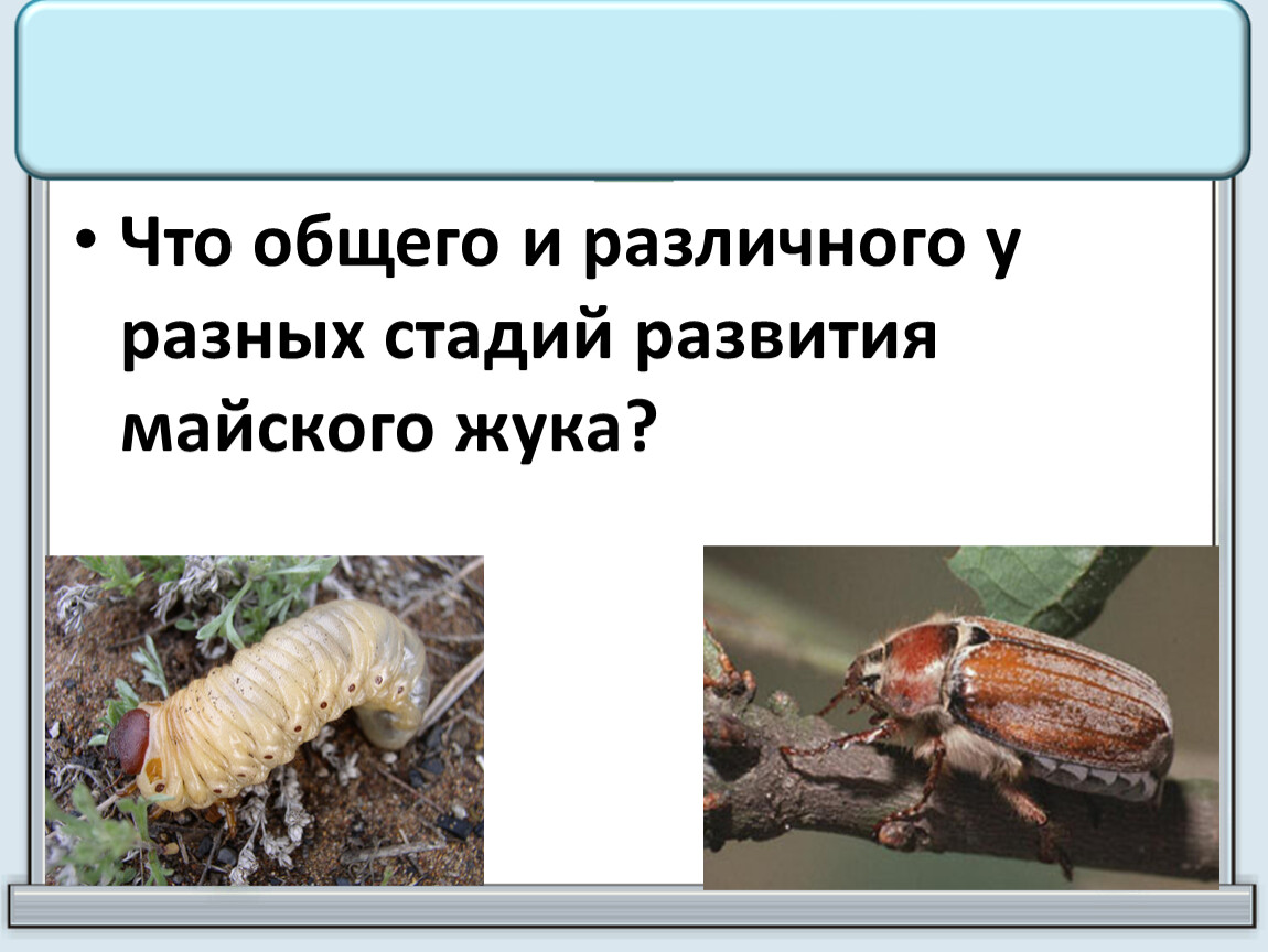 Какой буквой на рисунке обозначена стадия развития майского жука которая идет следом за яйцом