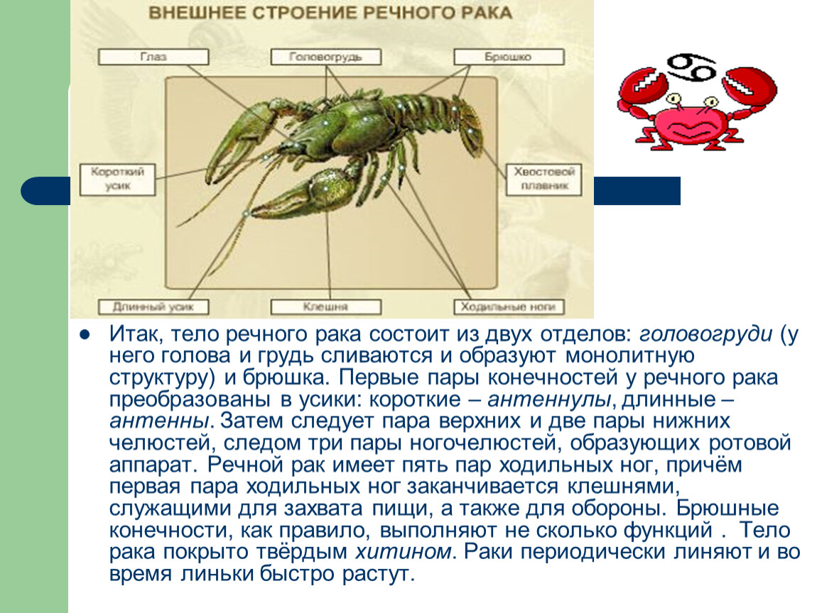 Тело состоит из головогруди и брюшка. Ракообразные отделы тела биология 7 класс. Отделы тела ракообразных 7 класс. Тело ракообразных состоит из. Ракообразные головогрудь и брюшко.