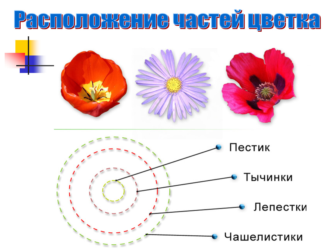 Расположение частей цветка