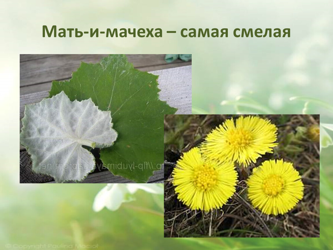 Растения мать и мачеха фото с листиками и цветами