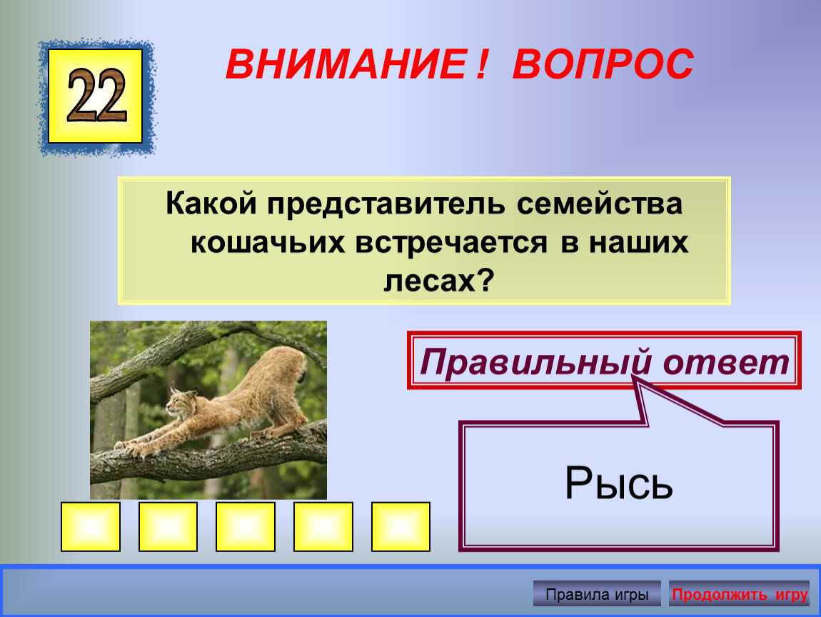 22 правильно. Какой представитель кошачьих не встречается в России. Ответы на вопросы рыси. Этот дикий представитель кошачьих не встречается в России ответ. Какой задать вопрос чтобы ответ был Рысь.