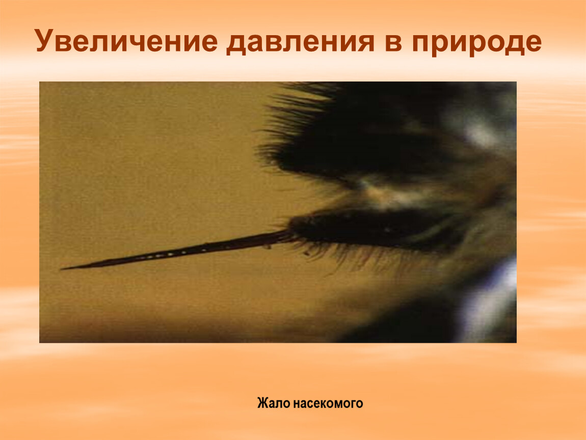 Давление в природе 7 класс. Способы увеличения давления. Способы увеличения давления в природе. Способы увеличения и уменьшения давления в природе. Способы уменьшения давления в природе.