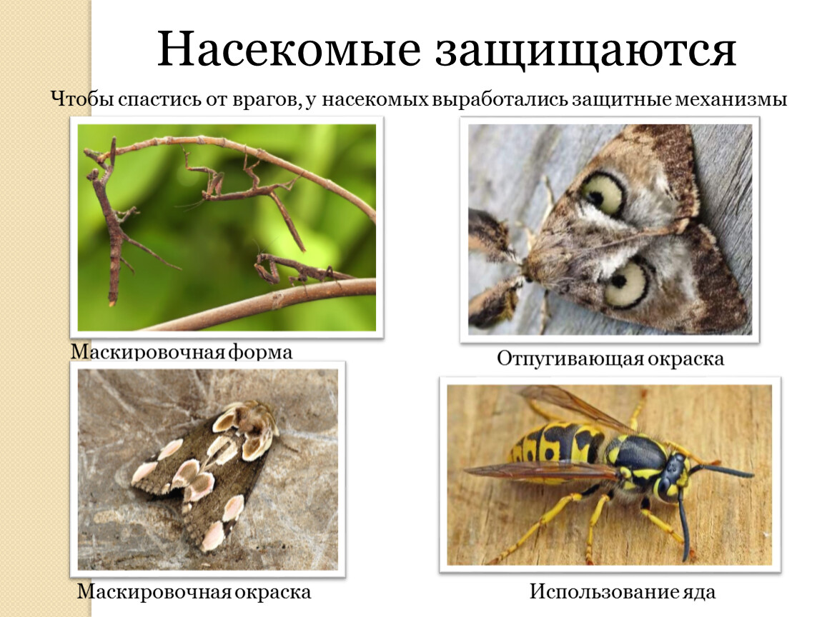 Примеры насекомых. Насекомые защищаются. Отпугивающая окраска насекомых. Способы защиты насекомых от врагов. Типы окраски насекомых.