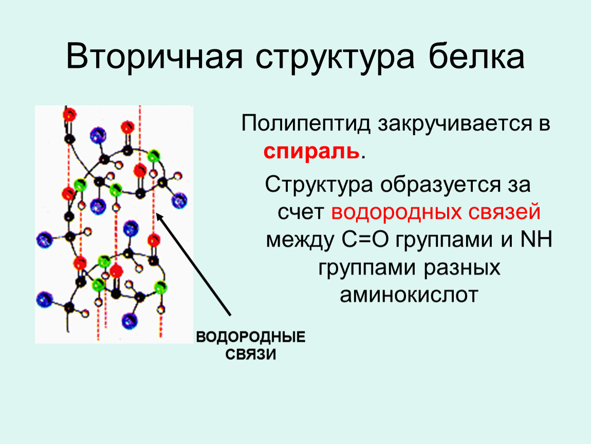 Какие связи есть в белке первичная. Вторичная структура белка. Вторичная структура белка биохимия. Строение вторичной структуры белка. Связи во вторичной структуре белка биохимия.