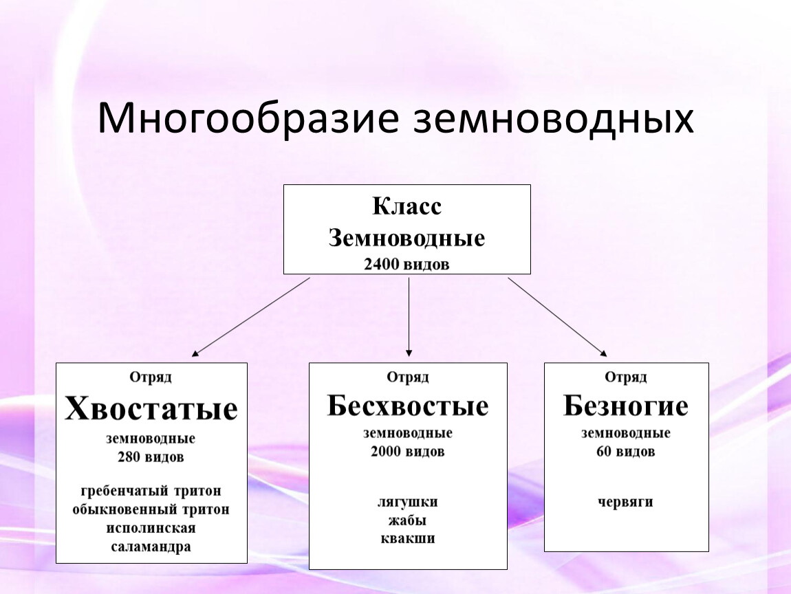 Заполните схему класс земноводные