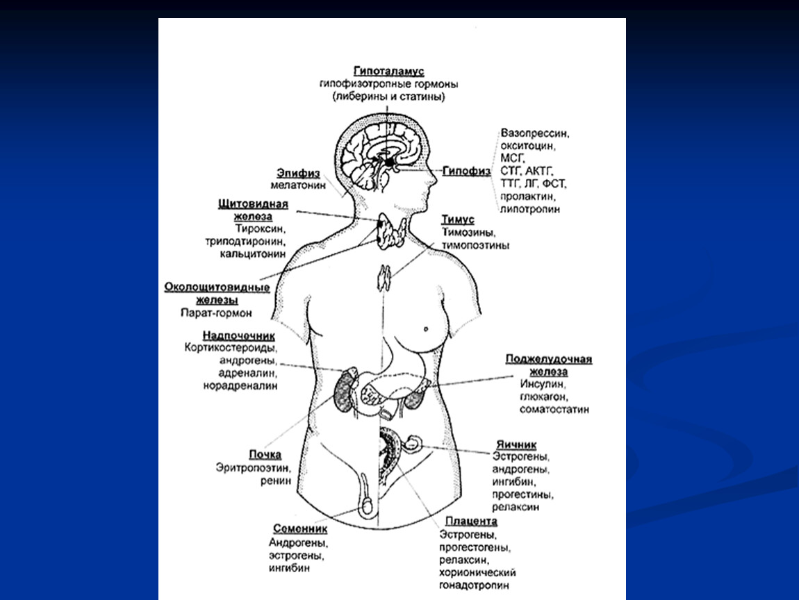Схема железы и гормоны - 80 фото