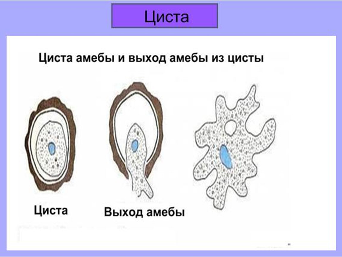 Презентация простейшие биология егэ