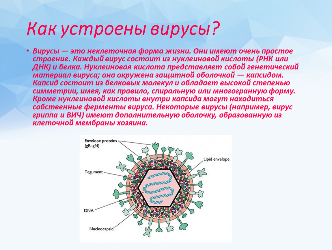 Почему вирусы неклеточные формы. Биология 10 класс,неклеточная форма жизни: вирусы. Неклеточное строение вирусов. Вирусы как неклеточная форма жизни.