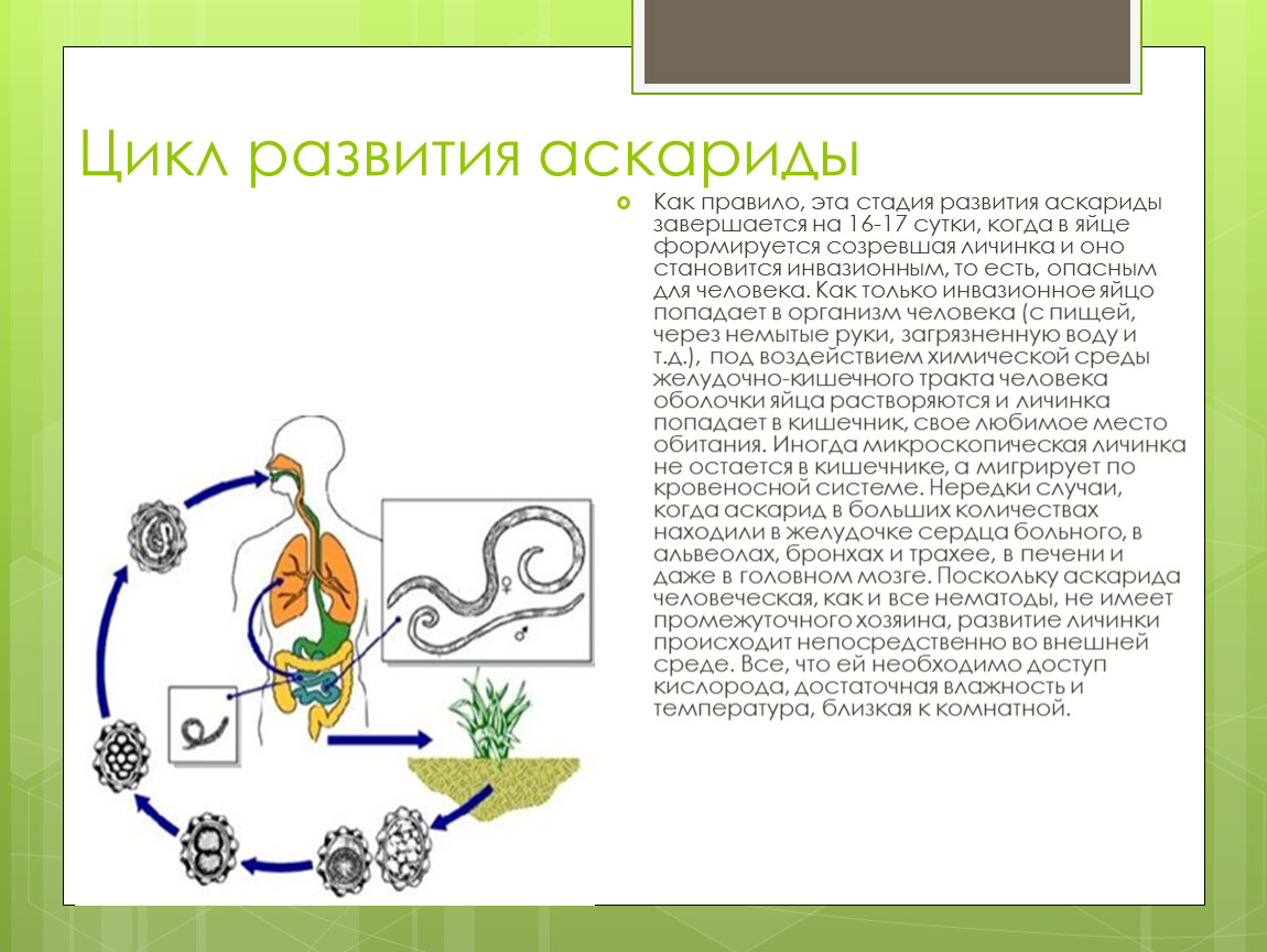 Первая линька аскариды происходит