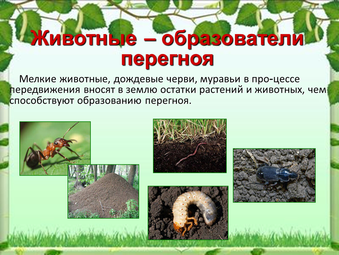 Муравьи черви. Дождевыми червями растительных остатков способствует. Дождевой червяк и муравей.