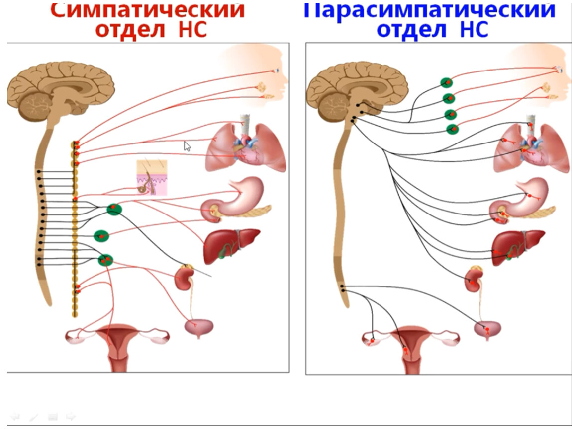 Автономная н с. Соматическая нервная система человека схема. Вегетативная нервная система анатомия схема. Нервная система человека симпатическая и вегетативная. Парасимпатическая нервная система схема.