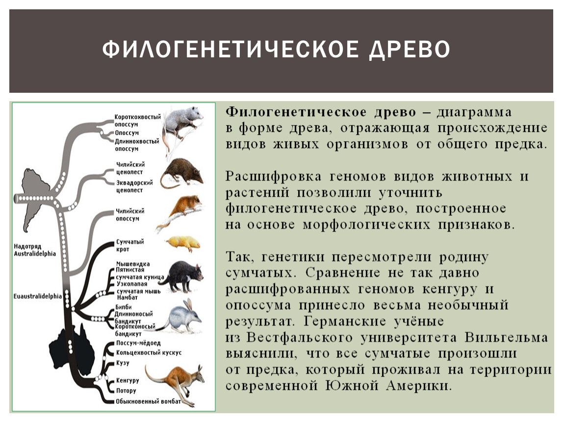 Общий предок. Филогенетическое Древо. Общий предок живых организмов. Общий предок всего живого. Филогенетическое Древо мышь сумчатая мышь и кенгуру.