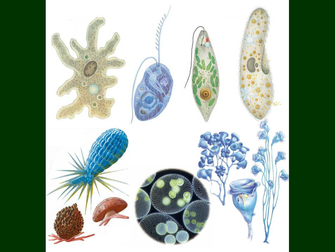 Сколько простейших известно. Одноклеточные организмы эукариоты. Подцарство простейшие protozoa. Одноклеточные многоклеточные биология. Царство protozoa.