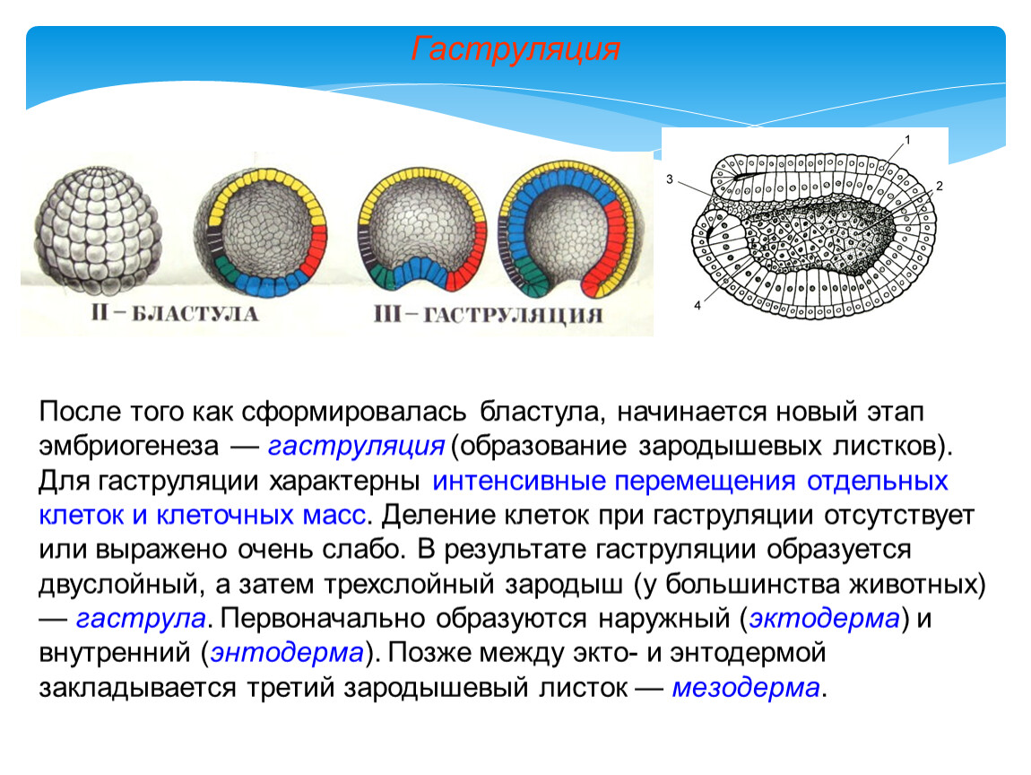 Бластоцель это в биологии. Гаструляция картинки.