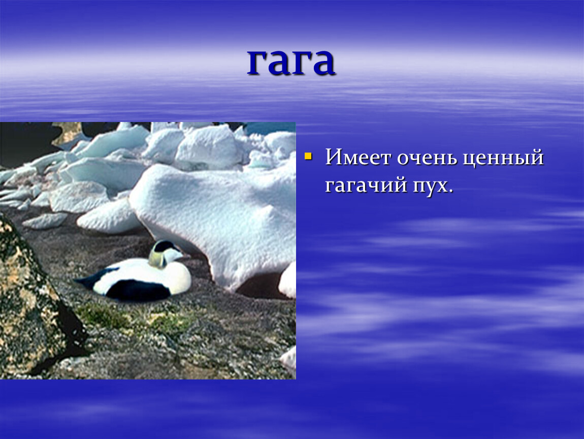 Гагачий пух. Гагачий пух это чей. Гагачий пух что такое 2 класс литературное чтение. Гагачий пух картинка.