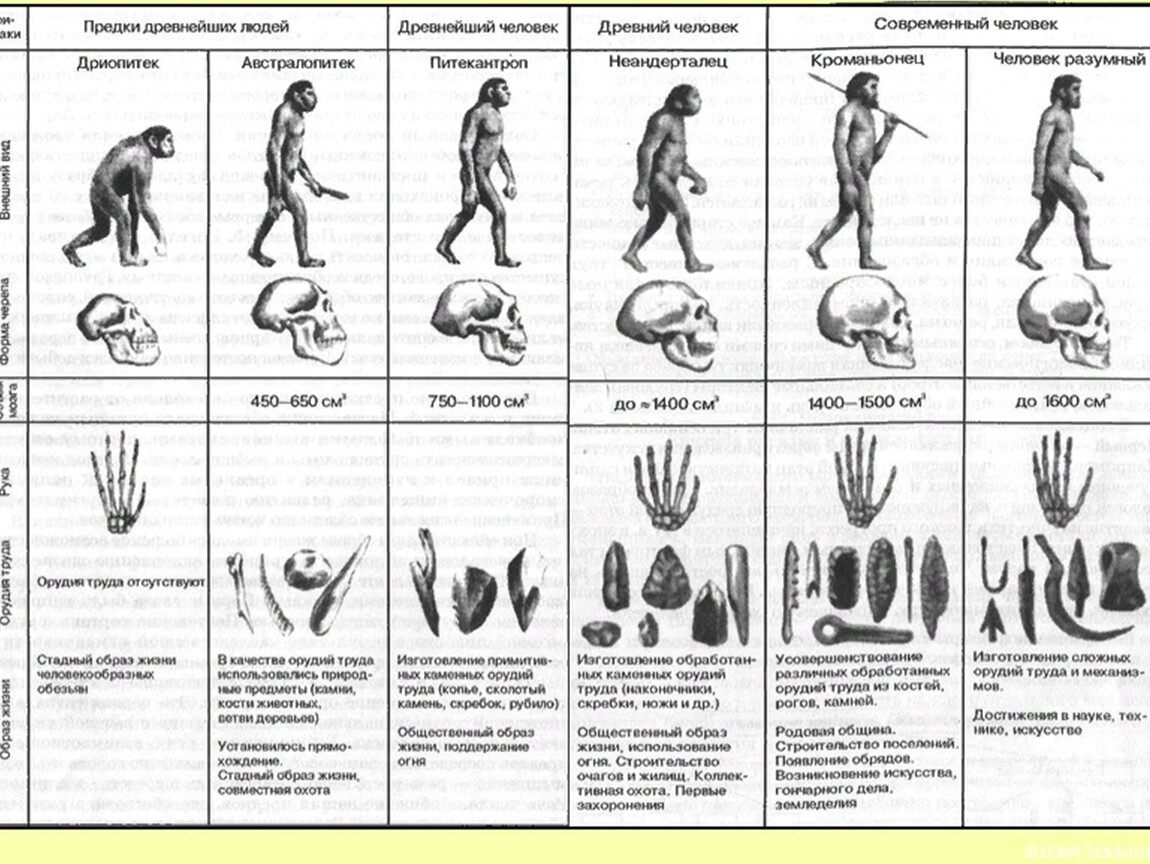 Таблица по биологии этапы эволюции человека
