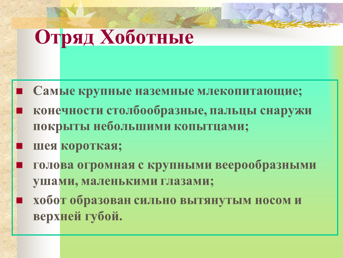 Особенности хоботных