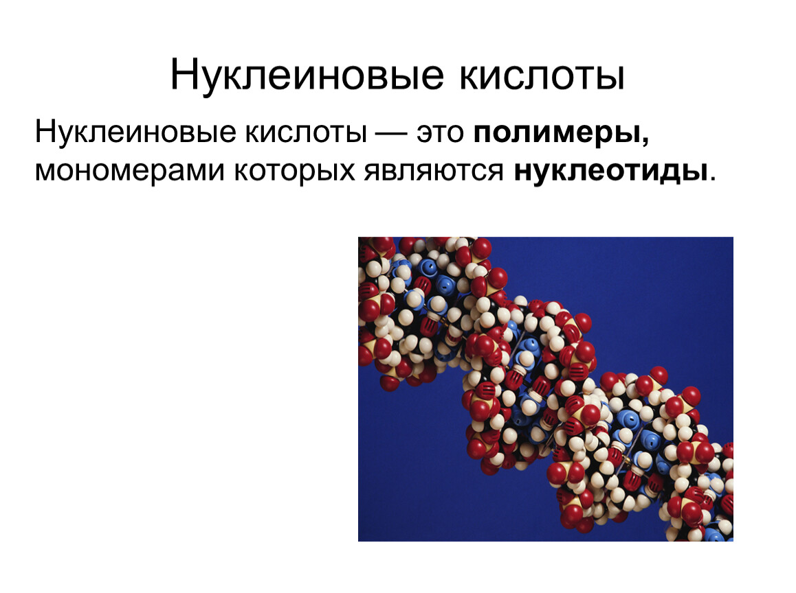 Нуклеиновые кислоты презентация 10 класс биология