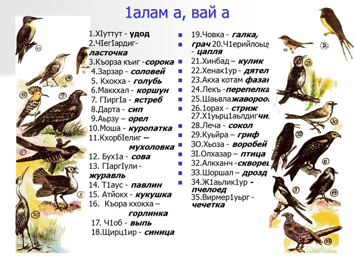 Разбор имени птица. Название птиц на чеченском языке. Название животных и птиц. Имена птиц на чеченском языке. Названия птиц на чеч.яз.
