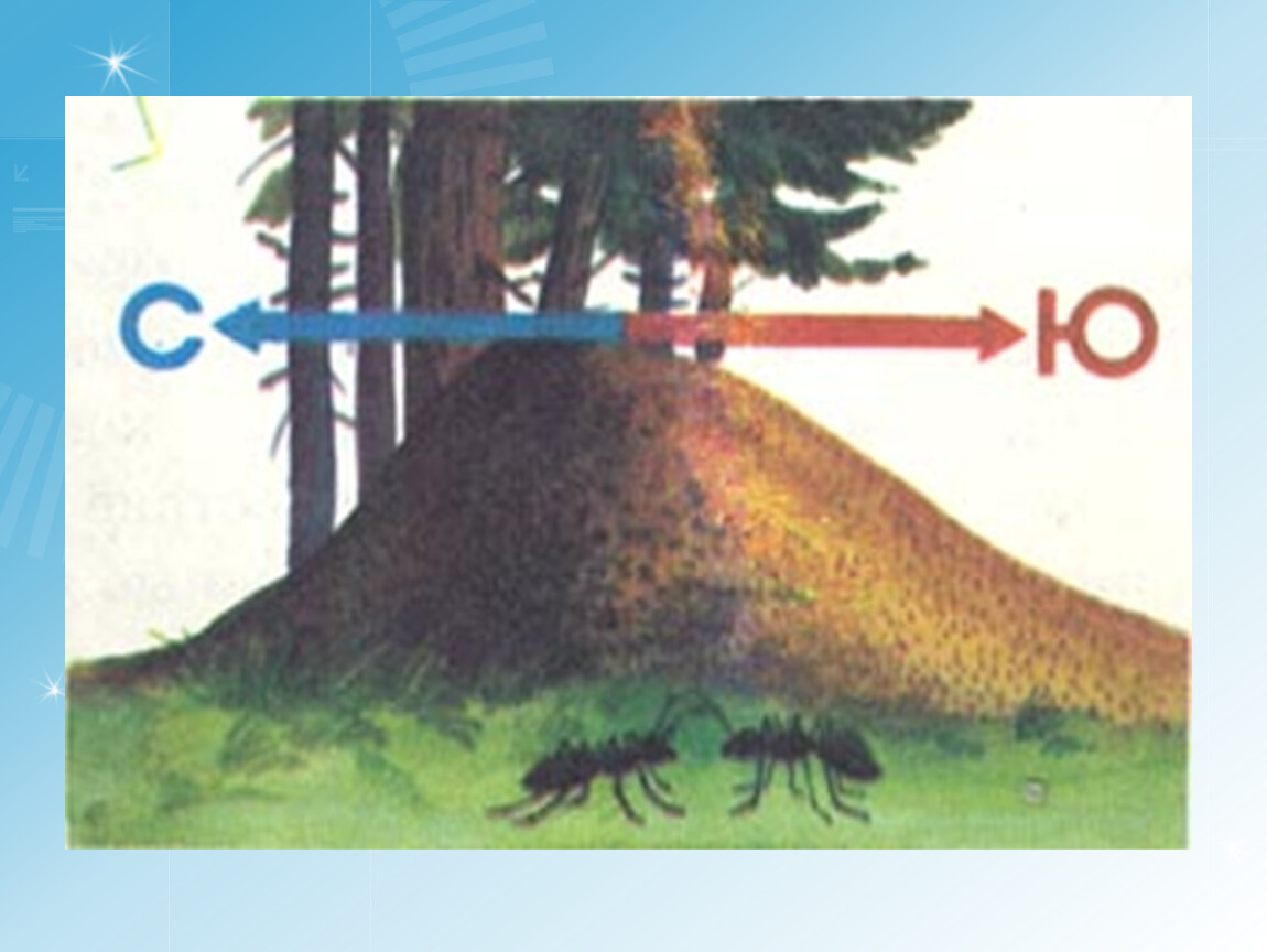 Как по муравейнику определить стороны света рисунок