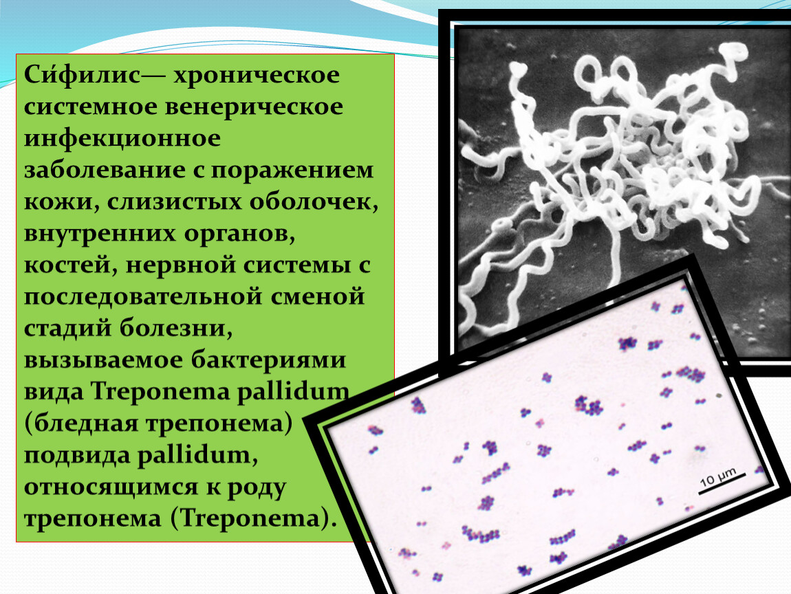 Спирохеты вызывают заболевания. Венерические заболевания сифилис. Сифилис вызывается бактериями. Сифилис нервной системы. Сифилис картинки для презентации.