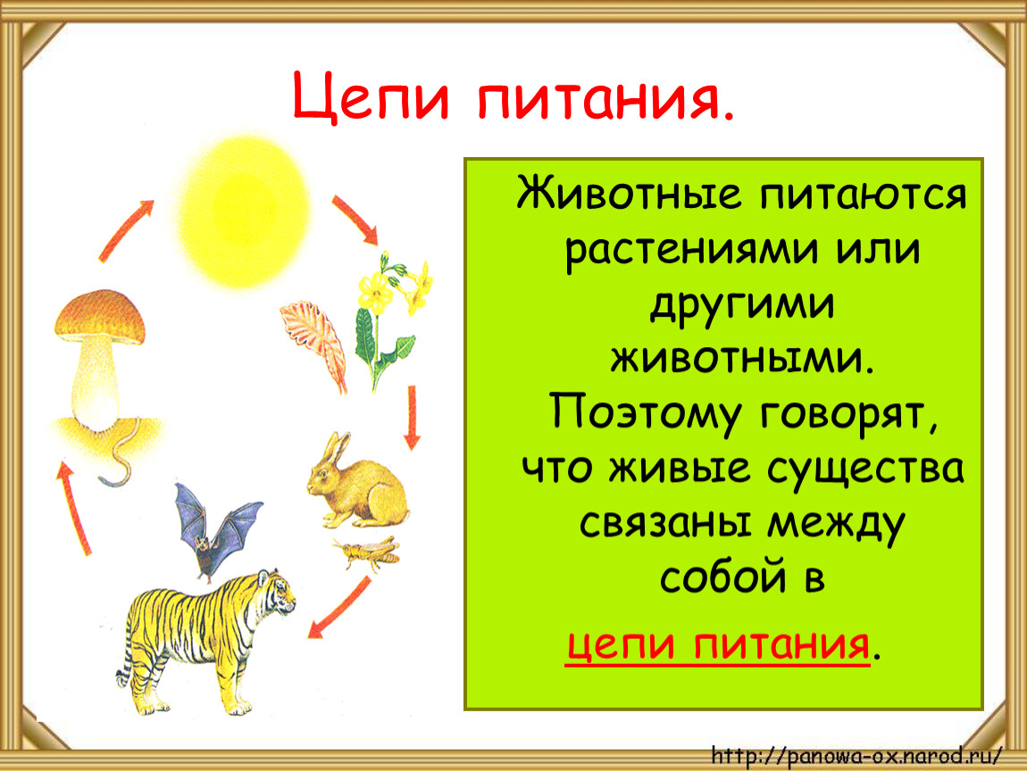 Кто что ест презентация 3 класс. Цепи питания животных. Как питаются животные. Цепь питания для детей. Живые существа связаны между собой в цепи питания.