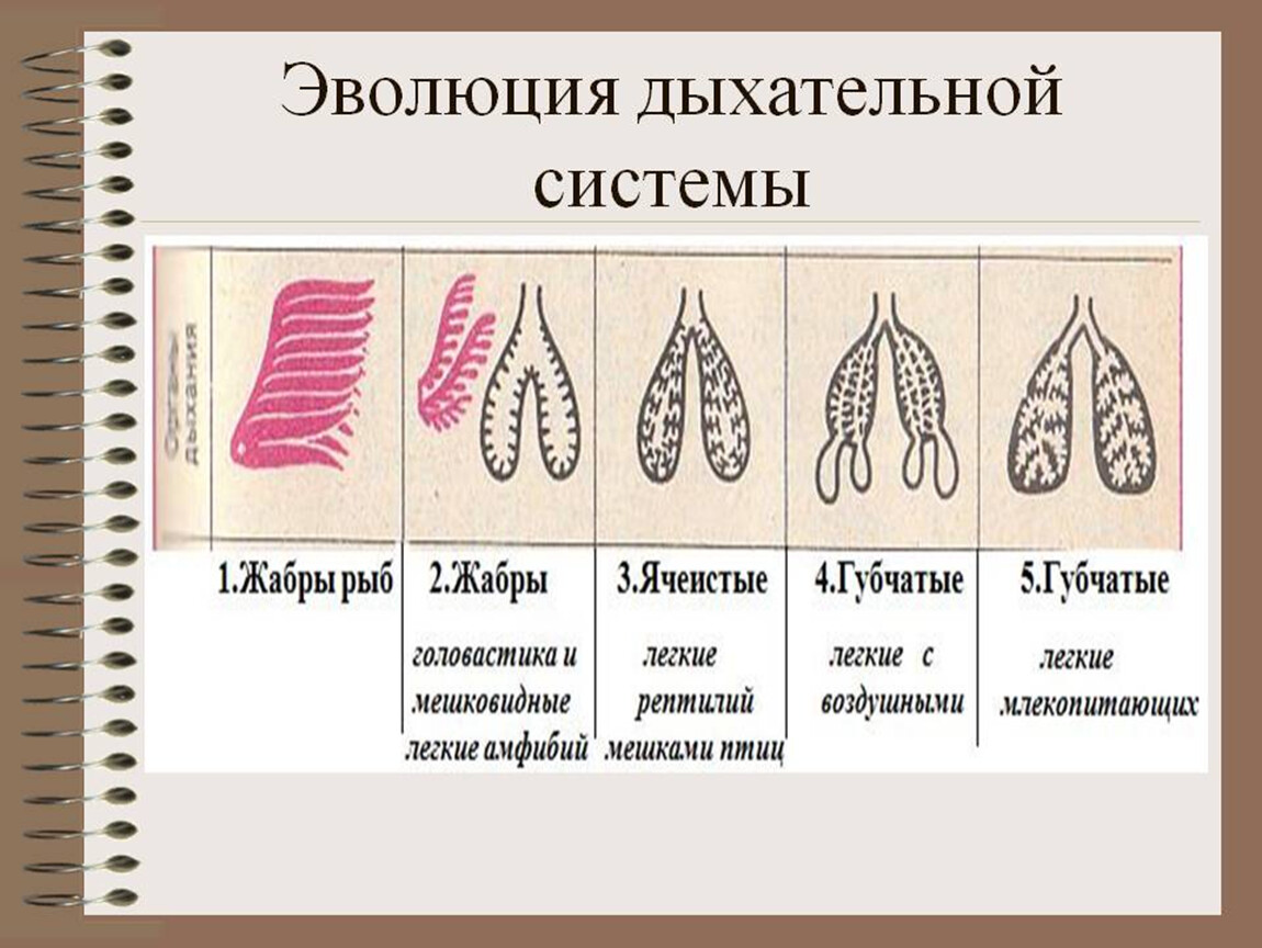 Эволюция дыхательной системы презентация