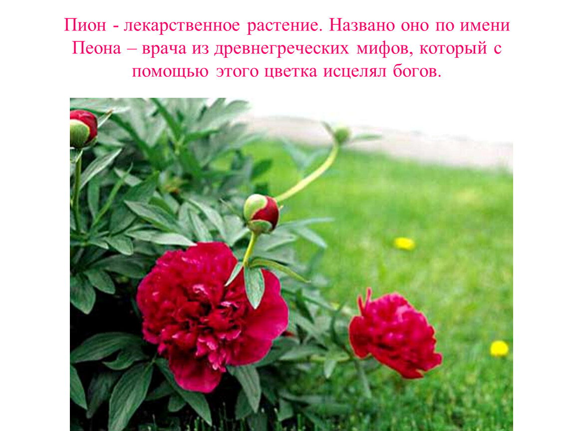 В честь какого цветка назван. Пионы информация. Пион окружающий мир. Презентация на тему цветок пион. Пион цветок презентация 1 класс.