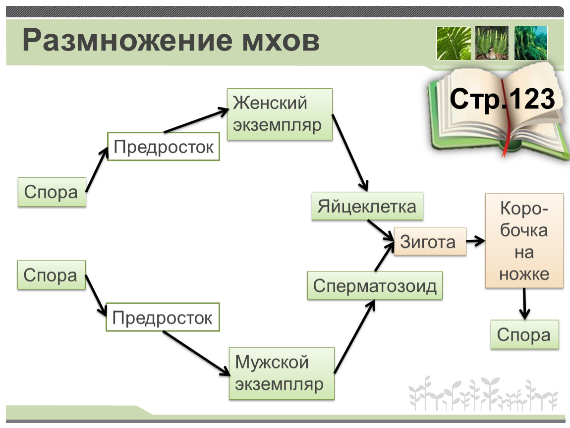 Урок размножение 6 класс. Способ размножения моховидных схема. Размножение моховидных растений 6 класс. Размножение мхов. Размножение мохообразных.