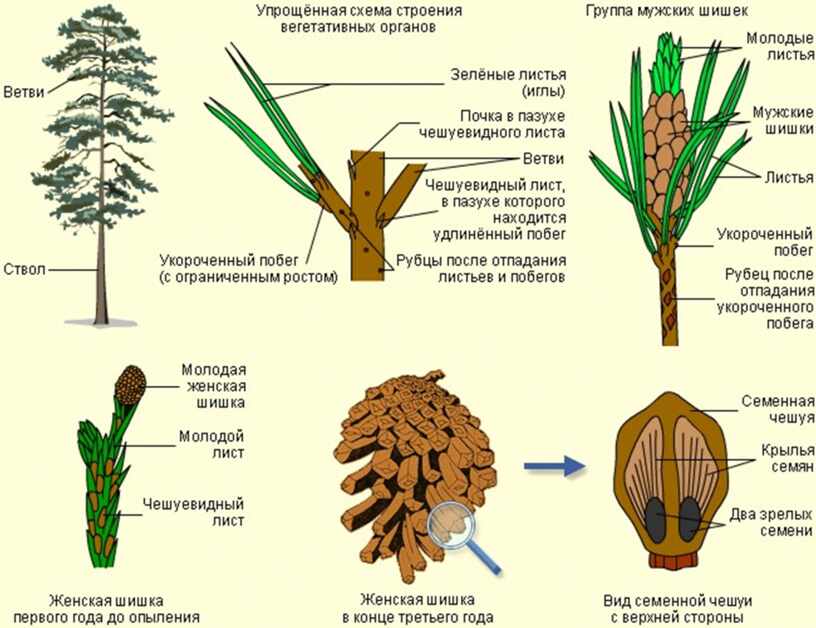 Схема ели 1 класс