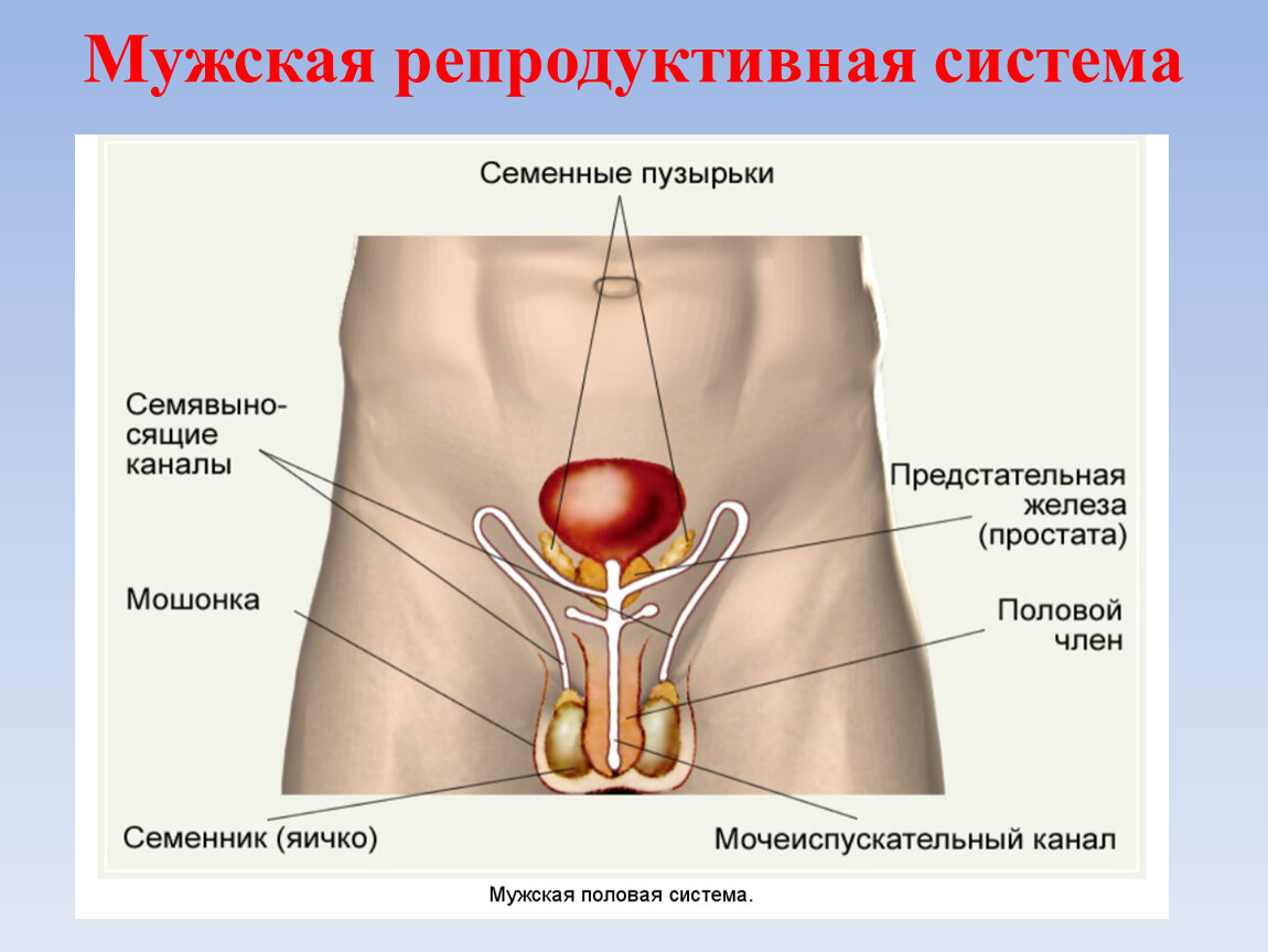 Система мужчин. Анатомия репродуктивной системы мужчины. Мужская половая система биология. Строение мужской репродуктивной системы анатомия. Внутреннее строение мужской репродуктивной системы.