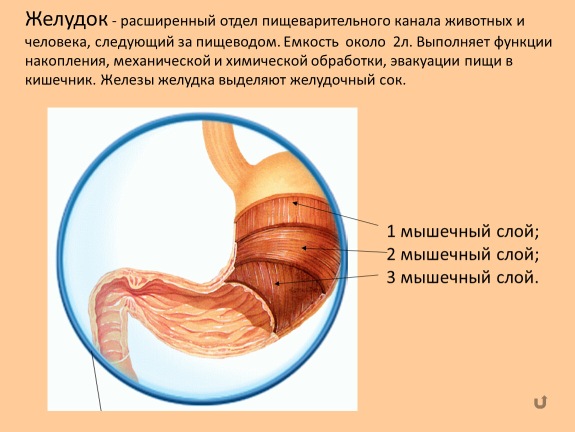 Устройство желудка человека фото и описание