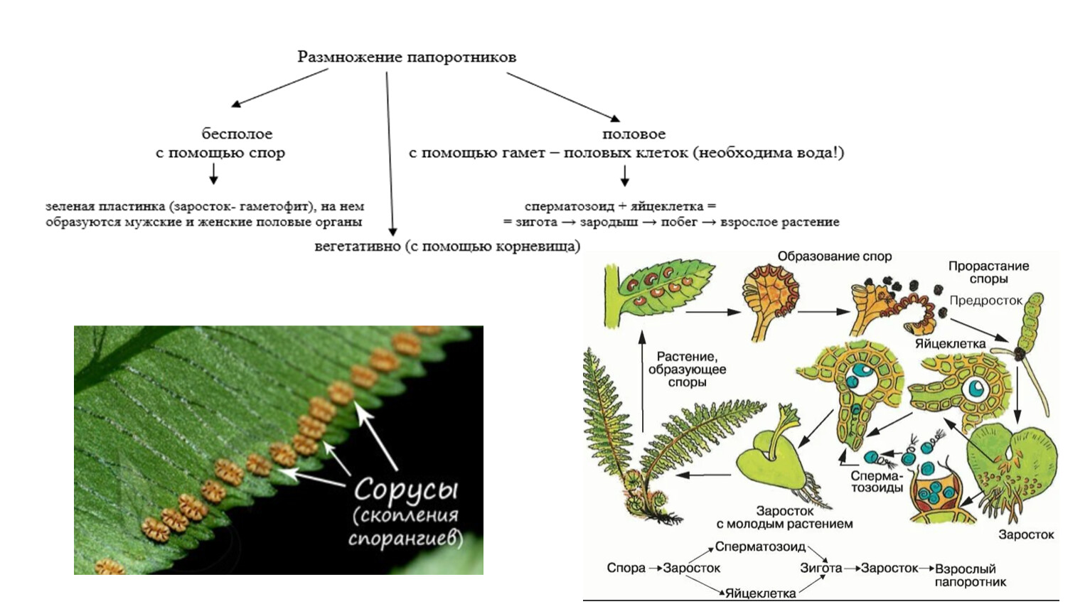 Что такое размножение спорами. Гаметофит плауна. Жизненный цикл папоротника орляка. Заросток плаунов. Схема развития споровых растений.