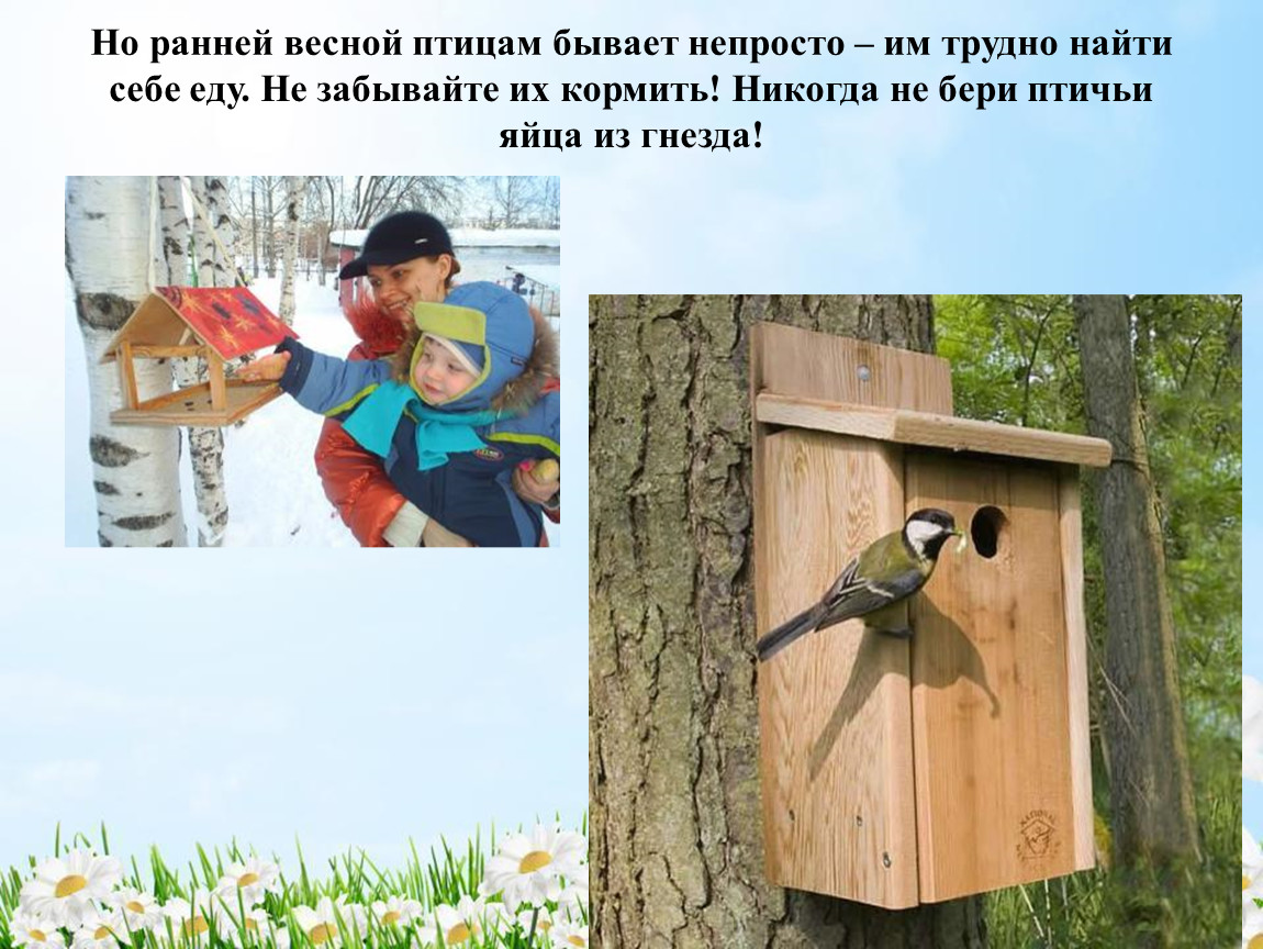 Защита и помощь человека птицам. Помогите птицам весной. Как помочь птицам весной. Как люди помогают птицам весной. Как помочь птицам весной для детей.