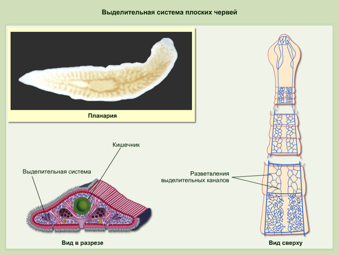 Плоские черви наличие полости. Выделительная система плоских червей 7 класс. Системы органов планарии. Плоский червь планария строение. Выделительная система плоских червей класс ленточные.