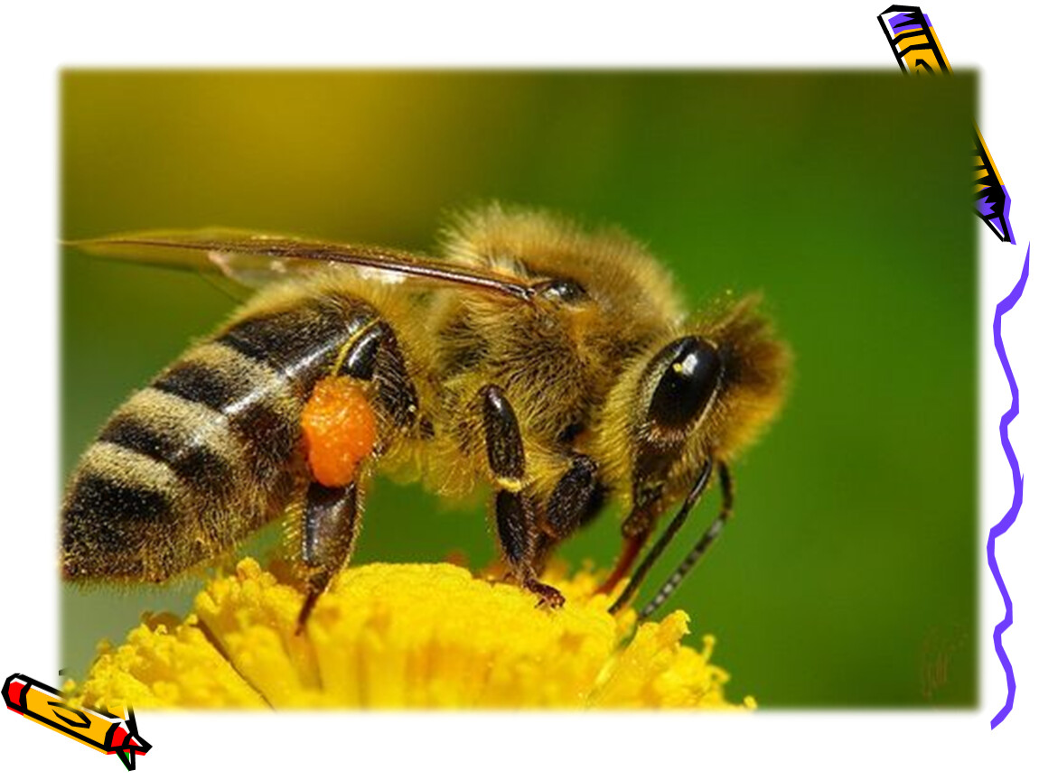 Картинка пчелы. Пчелы медоносные насекомые. Пчела медоносная APIS mellifera. Медоносная пчела фото. Карпатская медоносная пчела.