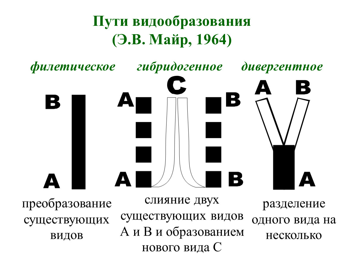 Схема типы видообразования в природе по биологии 9 класс