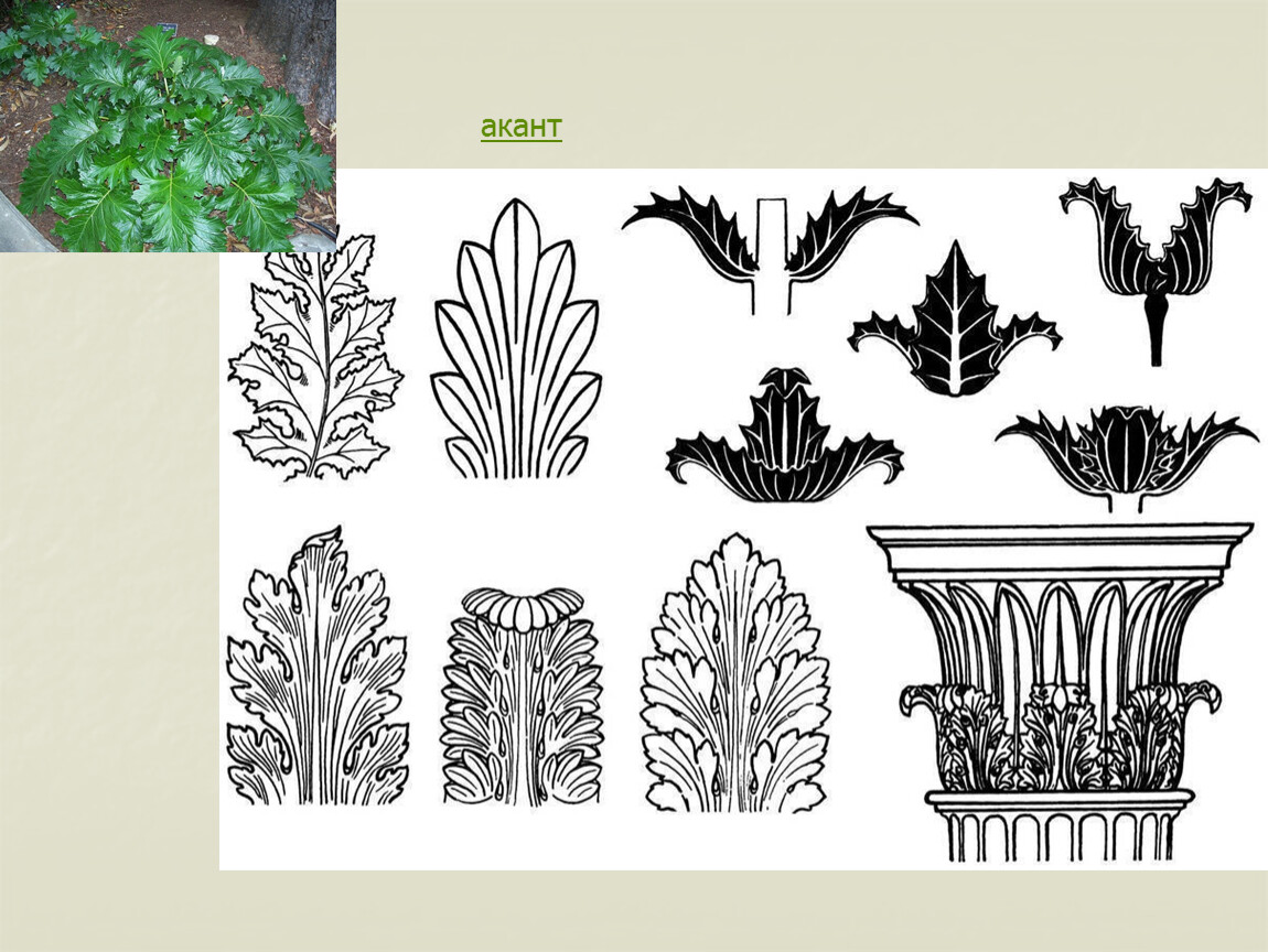 Акант орнамент. Акант аканф. Листья Аканфа архитектура. Византийский орнамент Акант. Древняя Греция листья аканта.